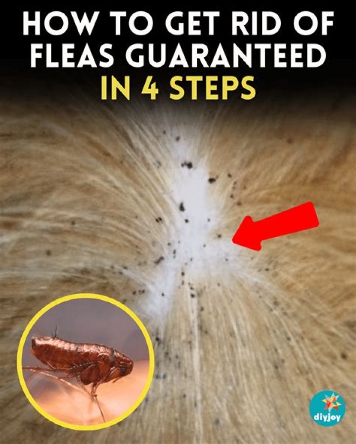 How to get rid of fleas in the yard naturally