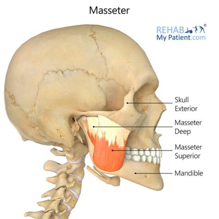 Where is the masseter muscle located